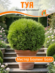 Туя Мистер Боулинг Болл