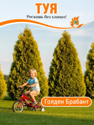 Туя Голден Брабант Туя Голден Брабант