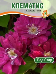 Клематис Ред Стар Клематис Ред Стар