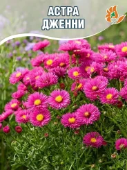 Астра Дженни (кустарниковая) Астра Дженни (кустарниковая)