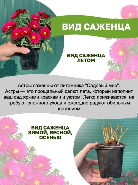 Астра Дженни (кустарниковая)