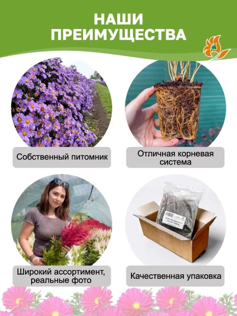 Астра Дженни (кустарниковая)