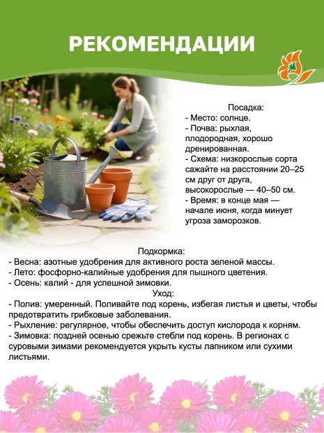 Астра Дженни (кустарниковая)