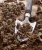 Лютик (ранункулюс) Смесь