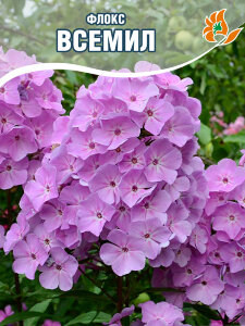 Флокс Всемил Флокс Всемил