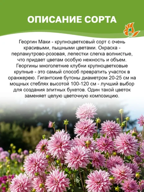 Георгин Маки (крупноцветковый)