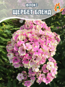 Флокс Щербет Бленд Флокс Щербет Бленд
