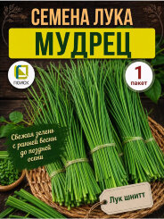 Лук шнитт Мудрец