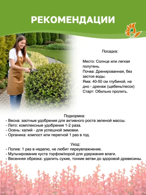 Барбарис Пинк Аттракцион (Тунберга) саженцы 