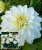 Георгин Геллери Арт Фэйр (низкорослый)
