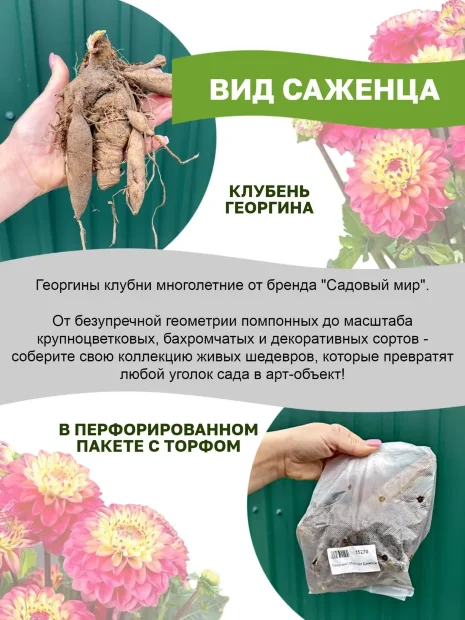 Георгин Кренберри Классик (декоративный)  