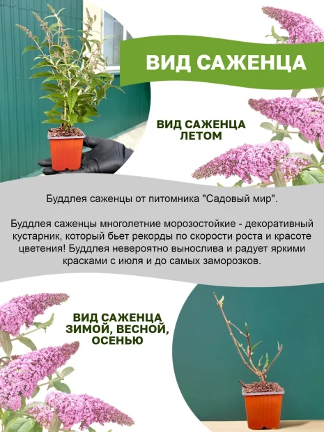 Буддлея Блэк Найт (Давида) саженцы 