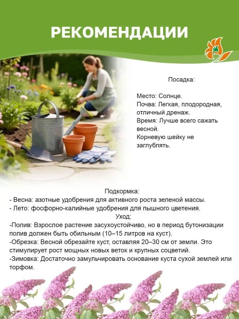Буддлея Блэк Найт (Давида) саженцы 