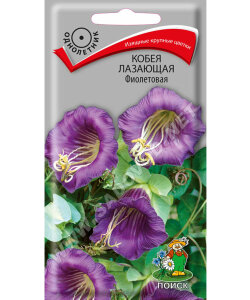 Кобея лазающая Фиолетовая