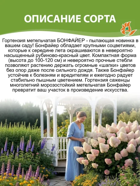 Гортензия Бонфаер (метельчатая) саженцы 