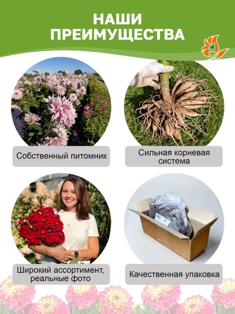 Георгин Пинк Петтикоат (декоративный)   