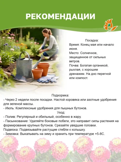 Георгин Пинк Петтикоат (декоративный)   