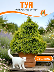 Туя Столвик (западная) Туя Столвик (западная)