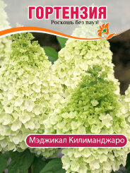 Гортензия Мэджикал Килиманджаро Гортензия Мэджикал Килиманджаро