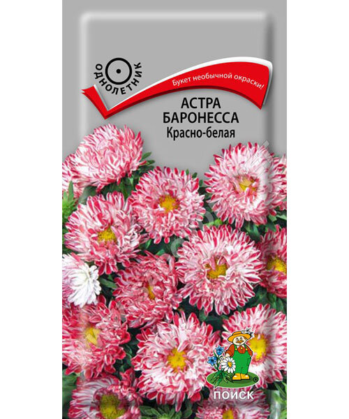 Астра Баронесса красно-белая